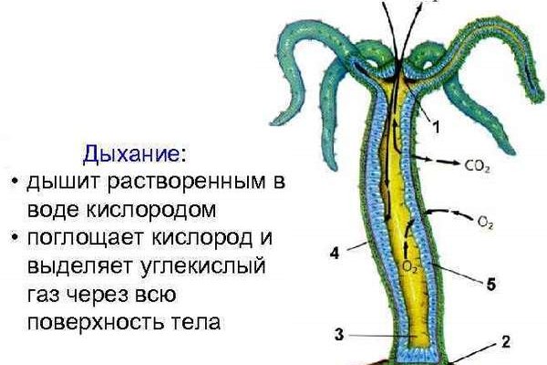 Tor kraken маркет