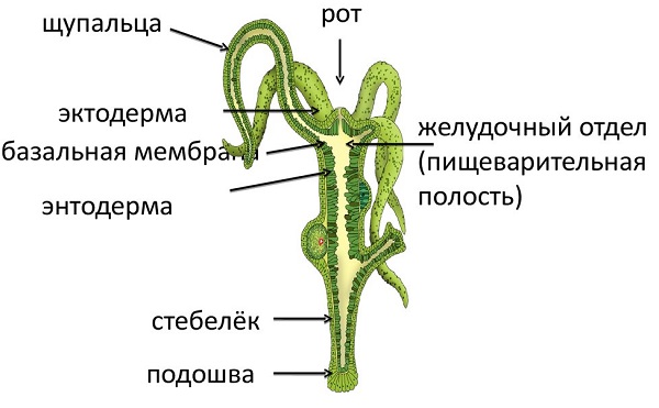 Кракен даркнет скачать